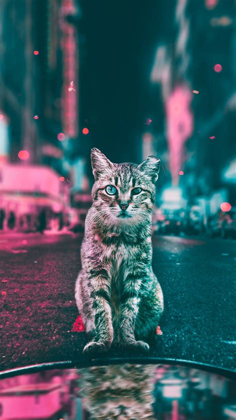 1080x1920 Cat Animals Hd Artist Artwork Digital Art Photography