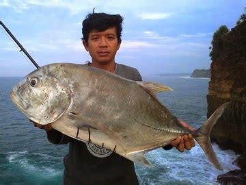 Melimpahnya ikan laut di indonesia juga berarti variasi jenis ikan laut dan olahan masakannya juga sangat beragam. Gunakan umpan yang masih segar.