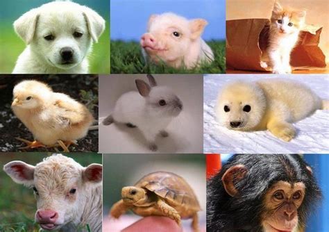 Exemplos De Animais Domesticos E Selvagens Exemplo Recente