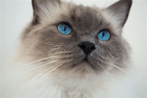 Enchanting Dark Blue Point Ragdoll A Unique Feline Breed Catmags Com