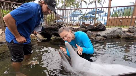 Dolphin Health Assessment With Marine Mammal Veterinarian Dolphin