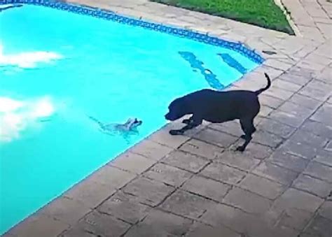 Hero Dog Saved His Best Friend From Drowning Pet Lovers