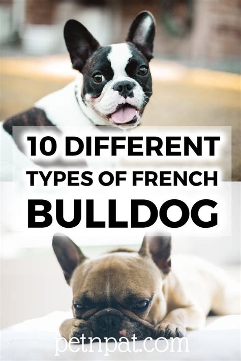 10 Different Types Of French Bulldogs Frenchie Breeds For Families