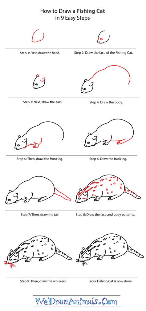 How to draw a leopard narrated, step by step. How to Draw a Fishing Cat