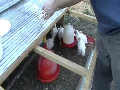 In the past we provided water for our flock of backyard chickens using all sorts of dishes then, after some experimenting, my husband made a simple, cheap, diy waterer using an old paint bucket and a few waterer nipples. DIY Plasson Bell Waterer for Chickens with 5 GALLON BUCKET ...