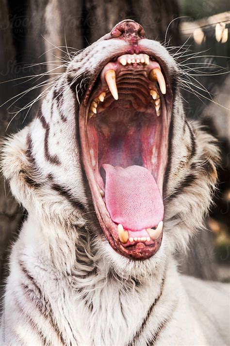 A Portrait Of A Rare Bengal White Tiger Roaring By Stocksy
