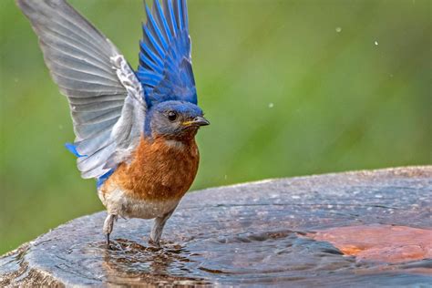 South Carolina Bluebird Society Names Woodside a Designated Habitat