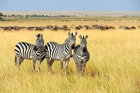 Africa is also the world's second most populous continent. Where Do Zebras Live? - WorldAtlas.com