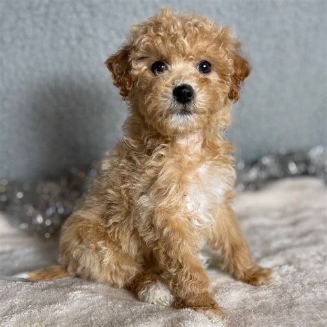 Poochon Female Id0893 Rm Central Park Puppies