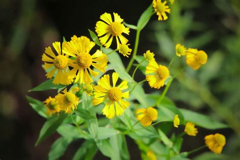 Texas highways has chosen 30 of texas' most common wildflowers to identify and celebrate. Close-up of yellow flowering plant | ID: 147594679