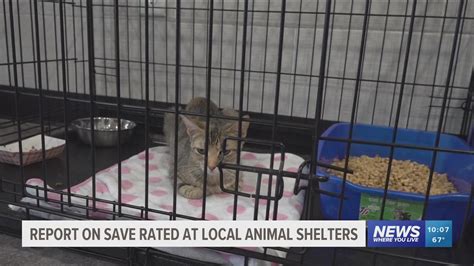 List Of Northwest Arkansas No Kill Animal Shelters