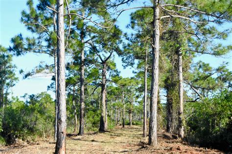 South Florida Slash Pine