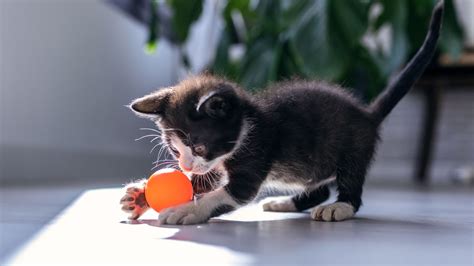 How To Play With A Kitten Tips For Fun And Games With Your Tiny Feline