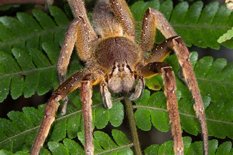 Worlds Deadliest Spider Alert Closes Supermarket In Uk