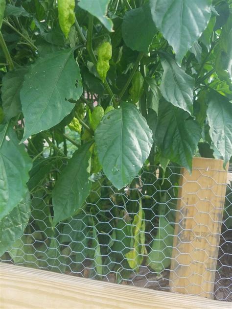 It suffers from minor sunburn, but the brown tips are only noticeable at close distances. Pin by Rodney Pace on ghost pepper plants Pacebbq.com ...