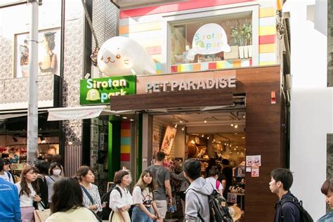 8 Pet Stores To Shop For Your Dog In Tokyo Japan Vanillapup
