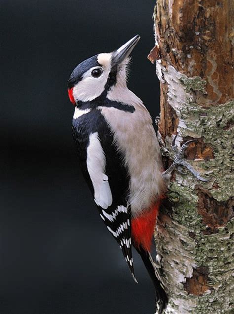 Syrian Woodpecker Se Europe East To Iran Beautiful Birds Nature