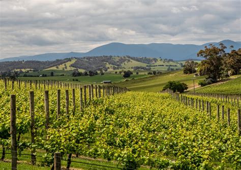 Yarra Valley Wine Tours from Melbourne - 2020 Travel Recommendations