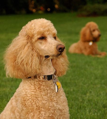Yes, you absolutely can shave a poodle, but they will look like this. Shaved or Furry? (poll) - Poodle Forum - Standard Poodle ...