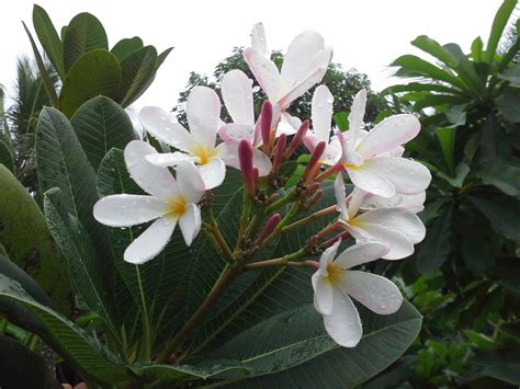 Prune Your Plumeria For A Healthy And Beautiful Tree