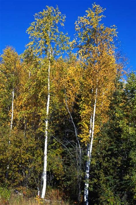 Birch Species Common Trees Of The Pacific Northwest