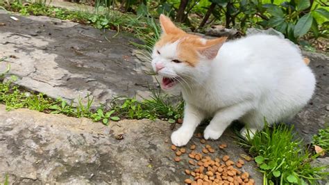 Angry Cat Attacking Other Cats While Eating 😮 Youtube