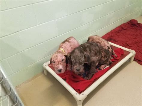 Five Bald Puppies Discovered On The Side Of The Road Simply Kept