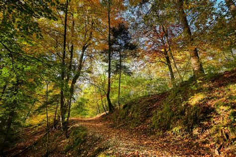 Forest Path Fall Free Photo On Pixabay Pixabay
