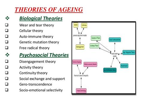 Disengagement Theory Activity Theory Continuity Theory Sociology Dagorproperties
