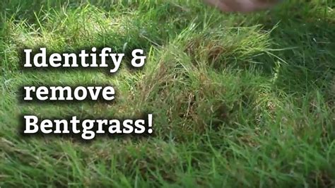 Plants Creeping Bentgrass Seed Home And Living