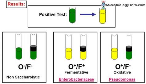 of oxidation fermentation test procedure uses and interpretation