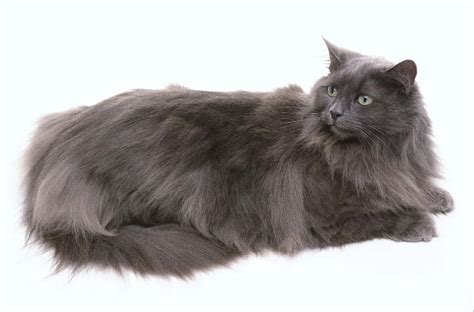 Norwegian Forest Cat Youll Never Take Me Alive