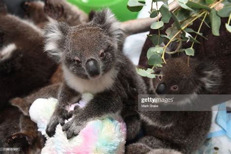 Rescued Orphaned Baby Koals At Adelaide Koala Rescue Which Has Been