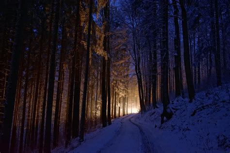 4517748 Winter Cold Dark Forest Lights Trees