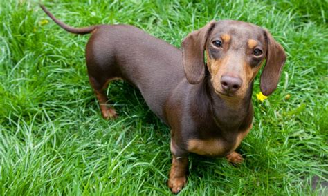 Dachshund Breed Characteristics Care And Photos Bechewy