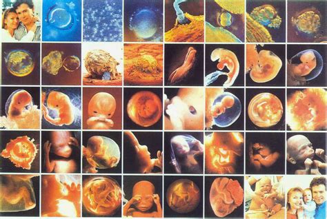 Desarrollo Del Embrion Desarrollo Embrionario 46305 The Best Porn Website