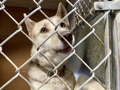 North Beach animal shelter reckons with rising numbers, need | The