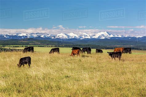 Cattle Grazing In A Field With Rolling Green Hills Snow Covered