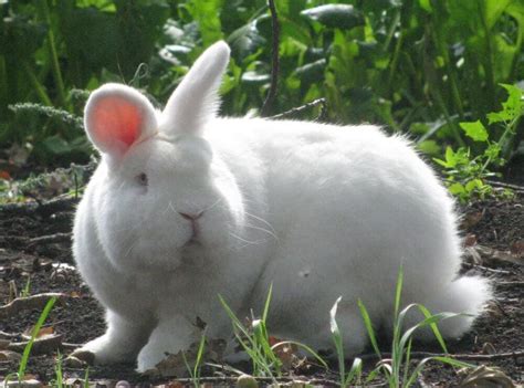 Новозеландские белые кролики Венский белый кролик — описание породы