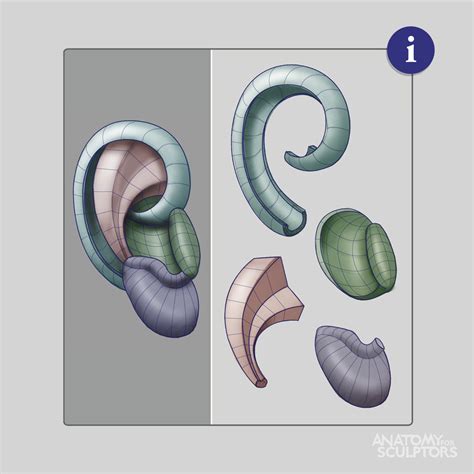 Learn how to sketch, shade, and fix bad drawing habits that may be keeping you from your best masterpieces. Tutorials of Anatomy For Sculptors* • Blog/Website ...