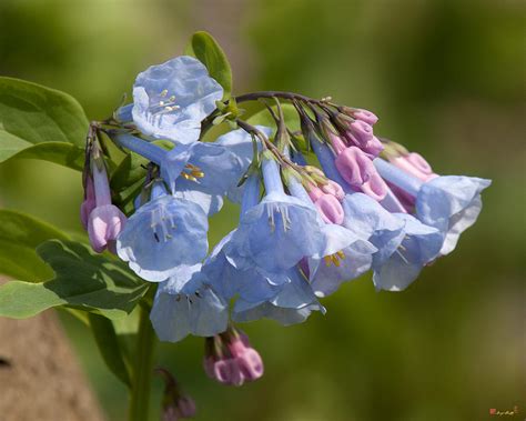 Pink Virginia Bluebells Or Virginia Cowslip Dspf267 Photograph By Gerry