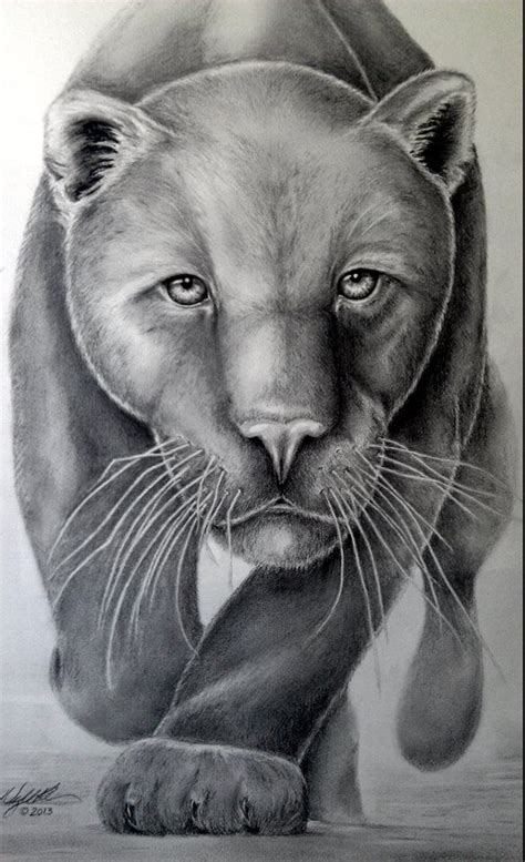 My Panther Drawing Pencil Graphite Black Panther Drawing Panther