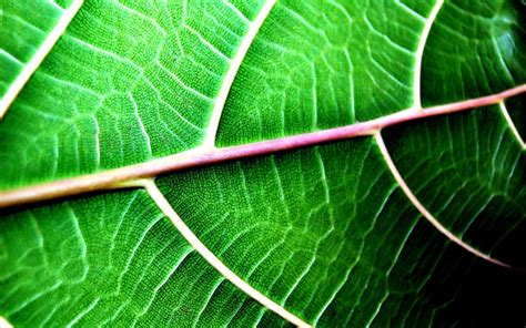 Green Close Up Nature Leaves Macro Wallpaper 1680x1050 335055