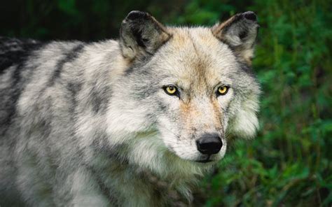 Download Wallpapers Wolf Predator Wildlife Wild Animals Dangerous