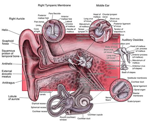 The Anatomy Of The Ear Blogger Uni Doctors