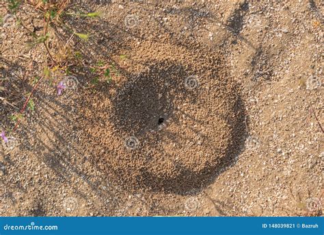 Ant Hole In The Ground Stock Image Image Of Background 148039821