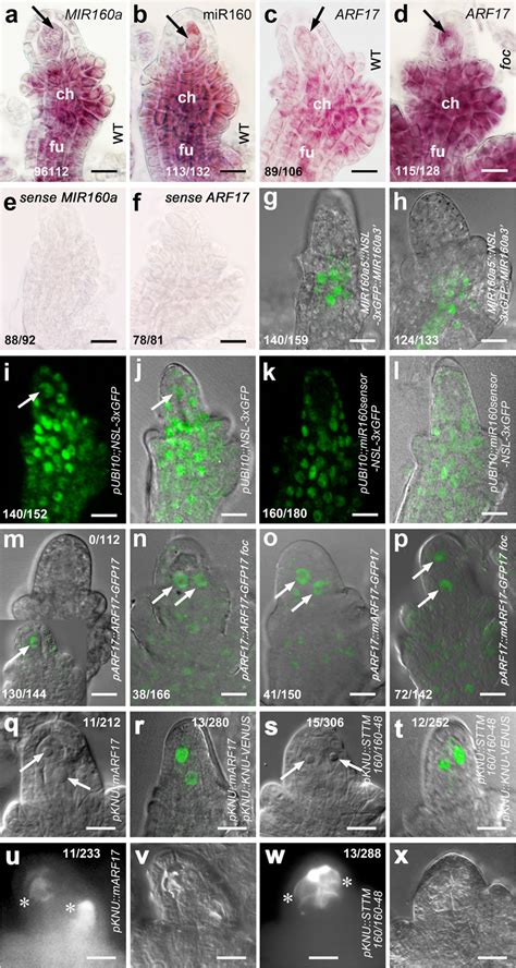 Expression Of Mir And Arf In The Mmc Is Essential For Its