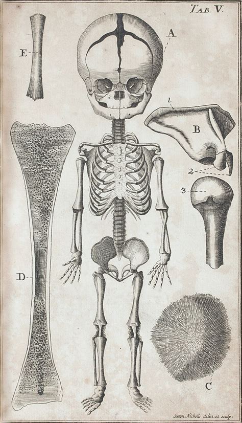 Anatomical Diagram Of The Skeleton Of A Fetus And Other Bones In