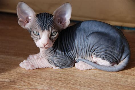 black hairless cat for sale cat meme stock pictures and photos