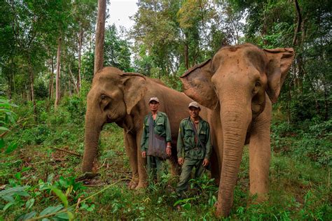 The Elephant Conservation Center Champa Meuanglao